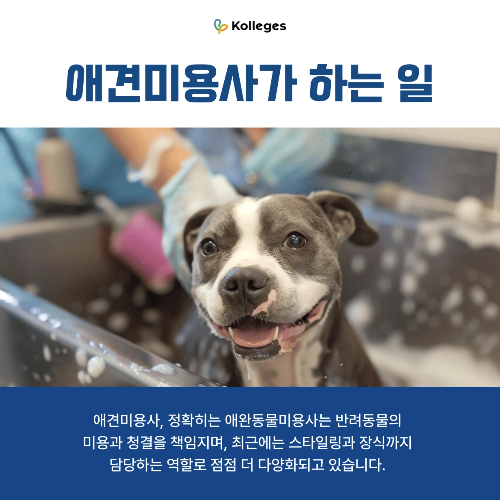 발톱·털·귀 청소 등 그루밍을 담당하는 애견미용사의 업무를 보여주는 이미지