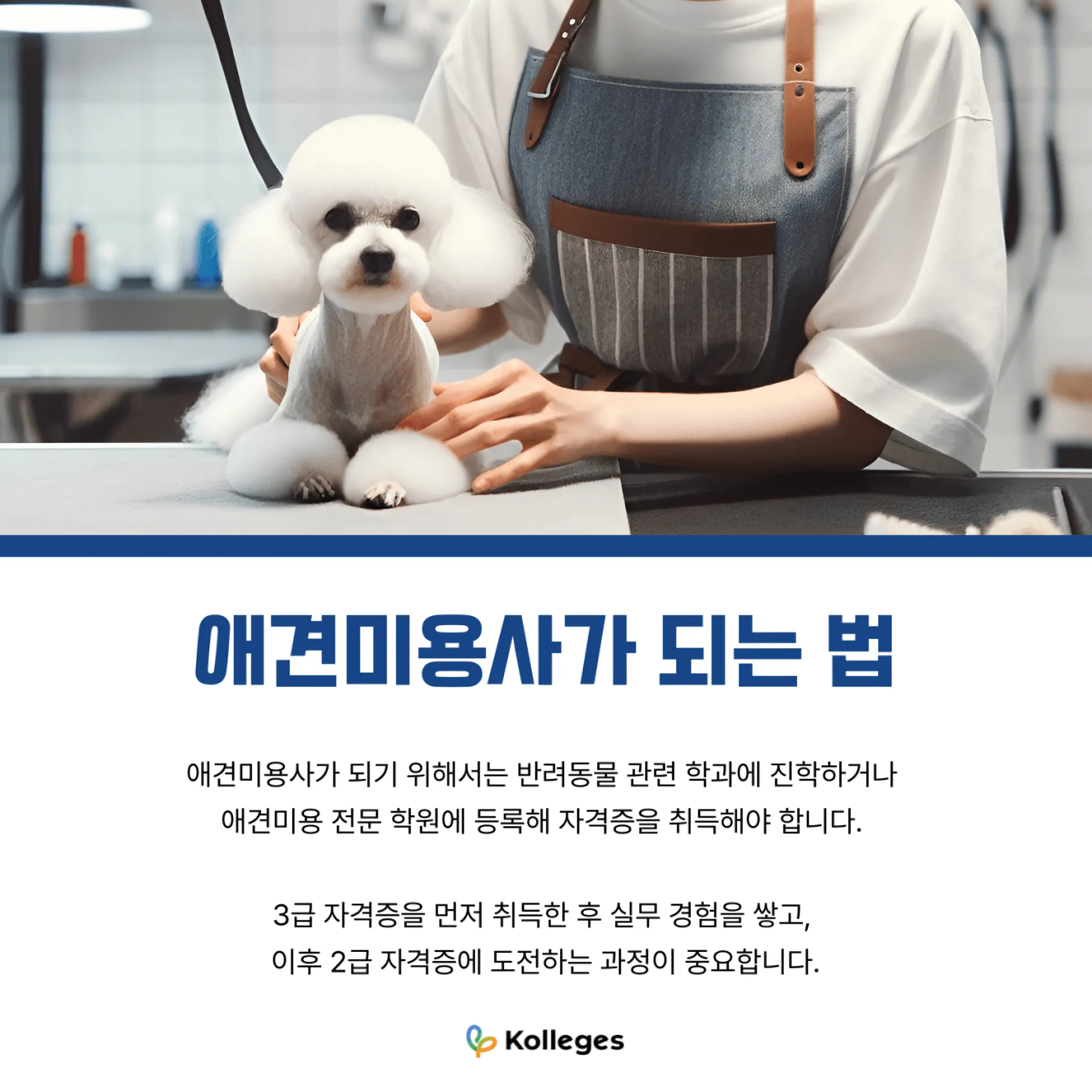 대학 진학과 전문 학원 등록으로 나뉘는 애견미용사 자격증 취득 경로
